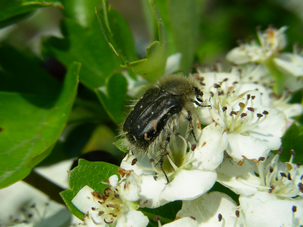 Tropinota sp.